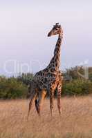 Masai giraffe stands in grass eyeing camera