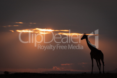 Masai giraffe stands on horizon at dusk