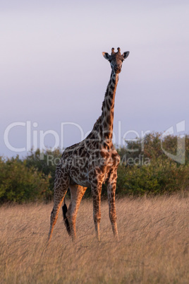 Masai giraffe stands in grass facing camera