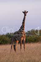 Masai giraffe stands in grass facing camera