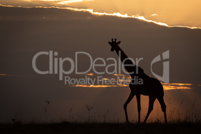 Masai giraffe walking along horizon at sunset