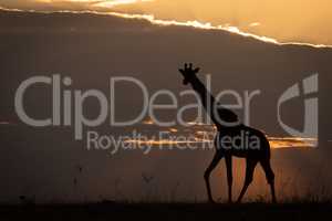 Masai giraffe walking along horizon at sunset