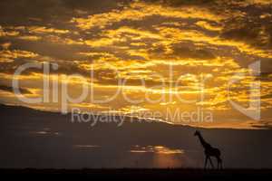 Masai giraffe walking on horizon at sunset