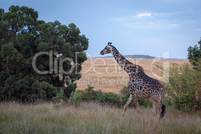 Masai giraffe walking through grass by trees