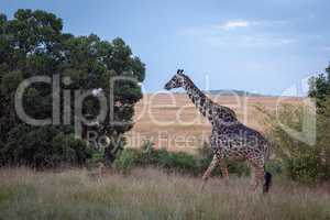 Masai giraffe walking through grass by trees