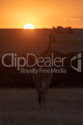 Masai giraffe walking towards sunset in grass