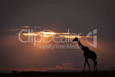 Masai giraffe walks on horizon at sundown