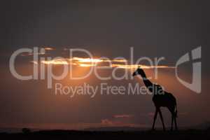 Masai giraffe walks on horizon at sundown