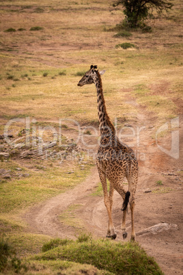 Masai giraffe walks down track on savannah