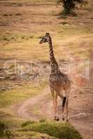 Masai giraffe walks down track on savannah