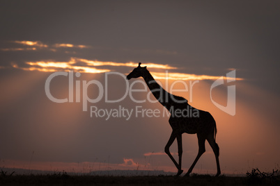 Masai giraffe walks on horizon at sunset