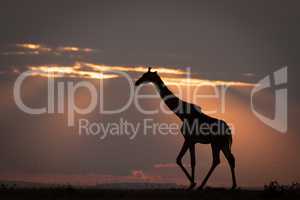 Masai giraffe walks on horizon at sunset