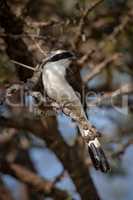 Northern white-crowned shrike perched in whistling thorn