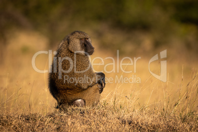 Olive baboon sits in grass looking round