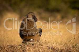 Olive baboon sits in grass looking round