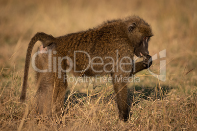 Olive baboon stands putting paw to mouth