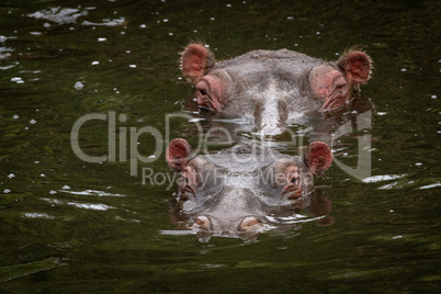 One hippo head behind another in lake