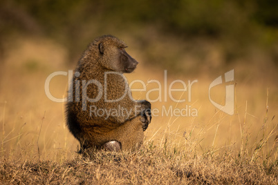 Olive baboon sits in profile in grass
