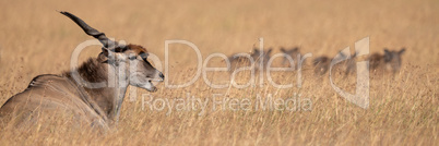 Panorama of eland in grass near warthog