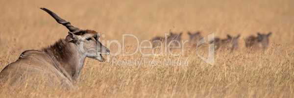 Panorama of eland in grass near warthog