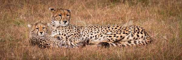 Panorama of cheetah and cub lying down