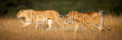 Panorama of lion and lioness walking side-by-side