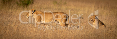 Panorama of lion standing by another sitting