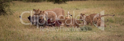 Panorama of lionesses eating wildebeest and cubs