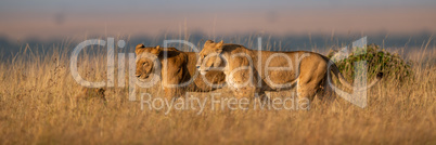 Panorama of lionesses walking side-by-side in grass