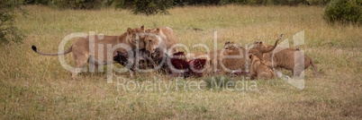 Panorama of lions and cubs eating wildebeest