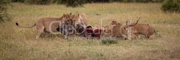 Panorama of lions and cubs eating wildebeest
