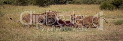 Panorama of lions feeding on wildebeest carcase