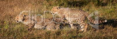 Panorama of two cheetah cubs in grass