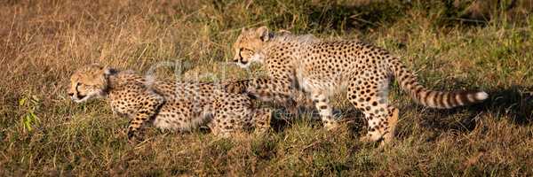 Panorama of two cheetah cubs in grass