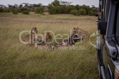 Photographer in truck shoots lions eating kill