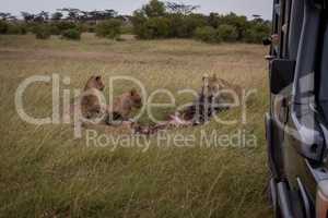 Photographer in truck shoots lions eating kill