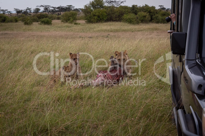 Photographer in truck shoots lions with kill