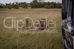 Photographer in truck shoots lions with kill