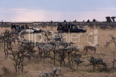 Photographers in trucks shoot cheetah among trees