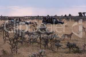 Photographers in trucks shoot cheetah among trees