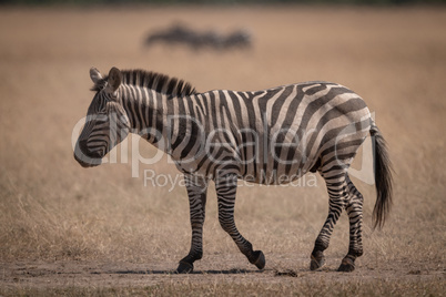 Plains zebra crosses grassland with wildebeest behind