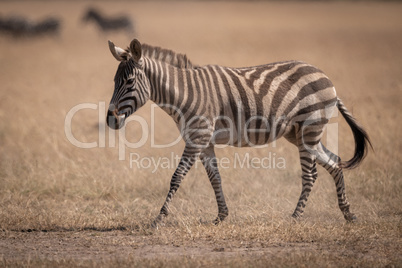 Plains zebra crosses savannah with wildebeest behind