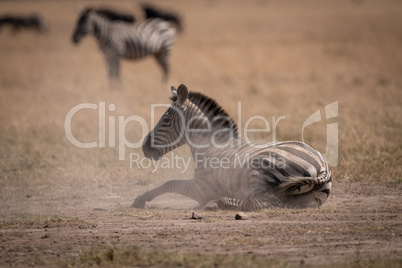 Plains zebra lies in dust in savannah