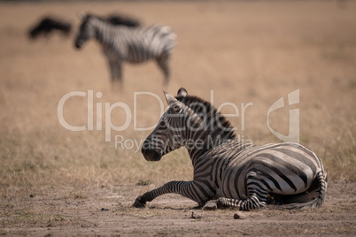 Plains zebra lies on grass in savannah