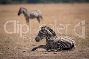 Plains zebra lies on grass near another
