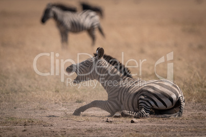 Plains zebra lies on savannah opening mouth
