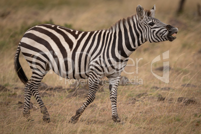 Plains zebra lifting head and showing teeth