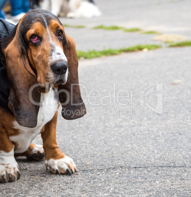 brown Basset Hound sits on the asphalt