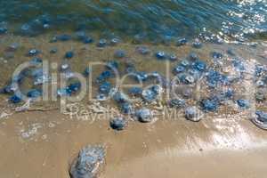 many jellyfish alive and dead on the Black Sea coast