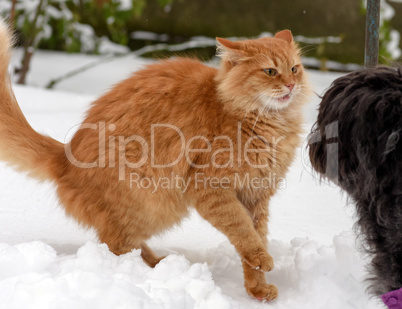 big red cat playing with a black dog in the snow